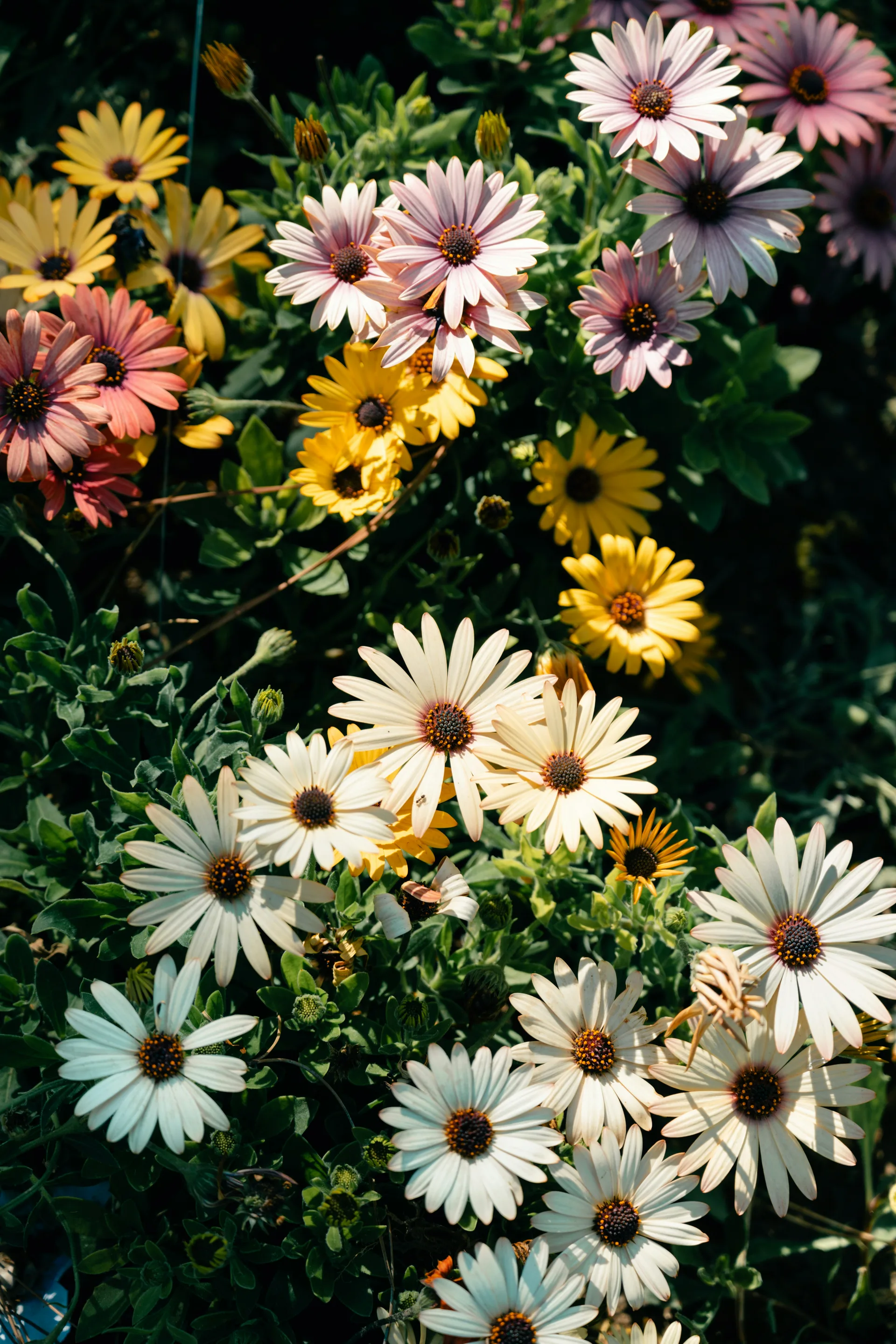 Messa a dimora fiori e piante ornamentali in giardino Ticino